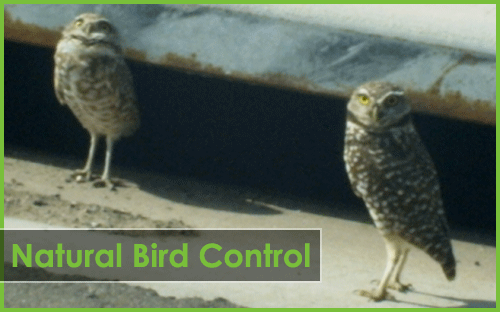 Natural Bird Control