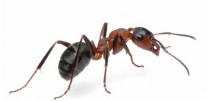 Phoenix Ant Removal